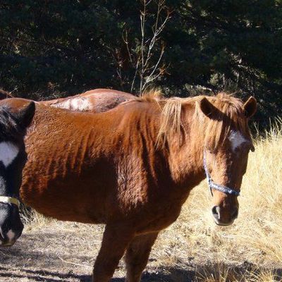 Les chevaux 2008