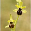 Premiers ophrys....