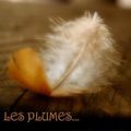 Les plumes à thème d'Asphodèle