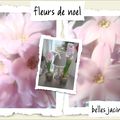 Les fleurs de noel............