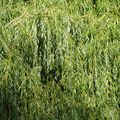 LE SAULE PLEUREUR...