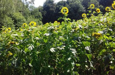 quand le tournesol fleurit,  l’été est vraiment arrivé 