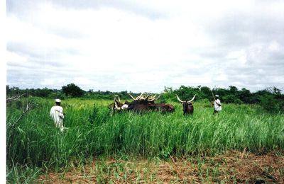 Une évaluation à mi-parcours sans complaisance du Projet National de Développement de l'Elevage de Centrafrique 1990