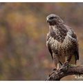 Buse variable - buteo buteo