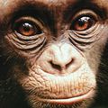 Chimpanzés Disney Nature