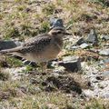 Pluviers guignards et exceptionnel passage migratoire de rapaces hier 14 septembre au Monte Renoso (1/5)