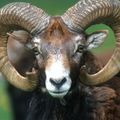 Le Mouflon Corse