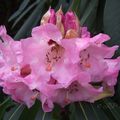 Rhododendron calophytum x sutchuenense