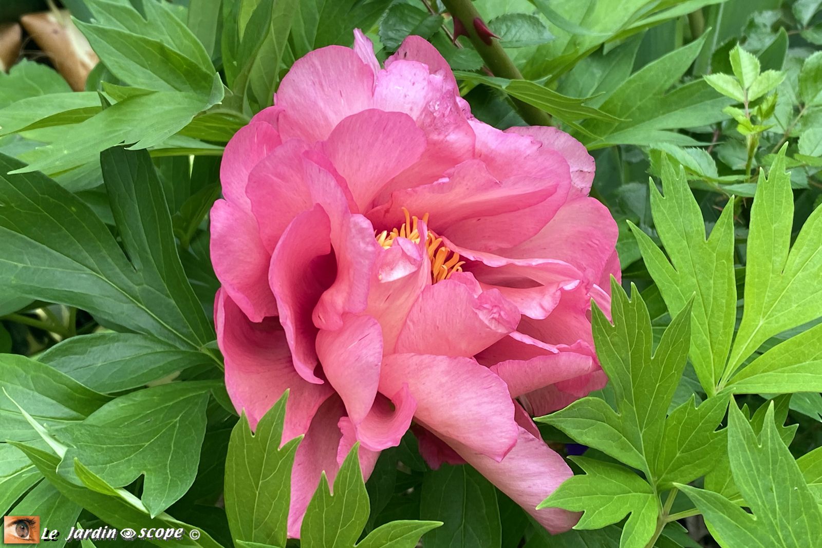 Pivoine - Paeonia Itoh Hillary