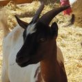 Les animaux de la petite ferme de la fête Médiévale des Arcs sur Argens 2017