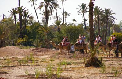 tour de chameau dans la bambouseraie