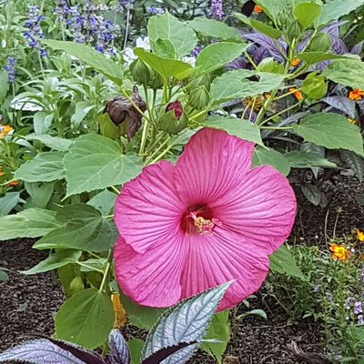 Quelques fleurs et bibliothèque personnelle