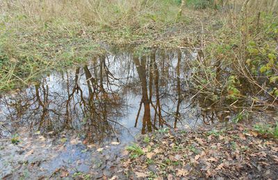 Flaques d'arbres