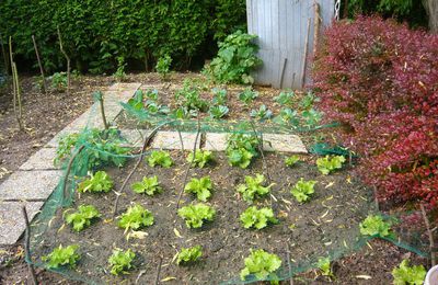 Disparition de salades!