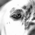 Doggy eye