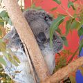 Dans la série, nos amis les animaux d'Australie : LE KOALA
