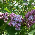 Au jardin de mon père, les lilas sont fleuris !