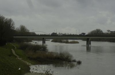 Les oies de la Loire du coté de l' Hypodromme