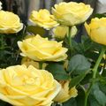 LE BOUQUET DU VENDREDI...