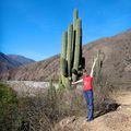 Salta & les cactus argentins