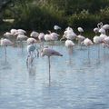 petite ballade en camargue