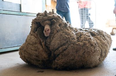 Un mouton délesté de son pelage de 35 kg !! 🐑