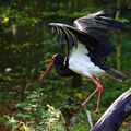 Parc animalier de Sainte-Croix - Cigogne noire