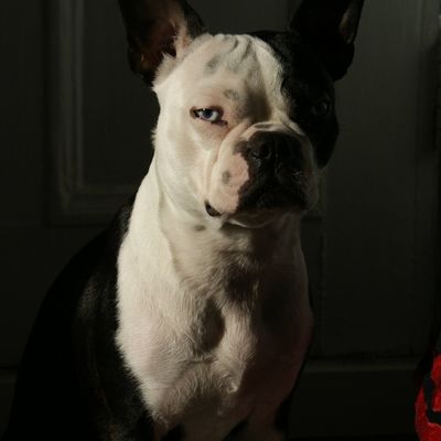 BOSTON TERRIER PICS