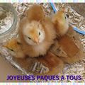 JOYEUSES PAQUES ET JOYEUX ANNIVERSAIRE