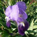 Bel iris du jardin