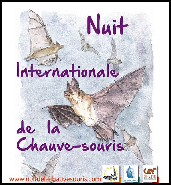 Nuit de la Chauve-souris