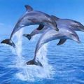 Dauphins Pour toi Aurore!!!!! 