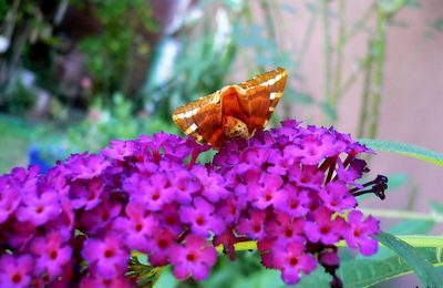 Papillons du jardin