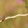 Mouche scorpion * Scorpionfly