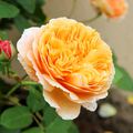 Crown Princess Margareta 2016