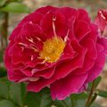 La rose Abbatiale de Pontigny