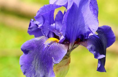 Iris encore!