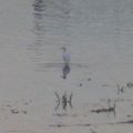 Oiseau blanc de dos, Pont Dauphine