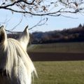 Les chevaux heureux existent !