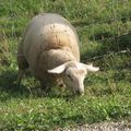 L'herbe est plus verte ailleurs