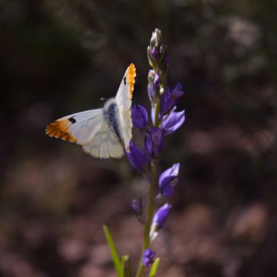 Papillons de l'Estérel (Aurore, Piéride, Azuré)