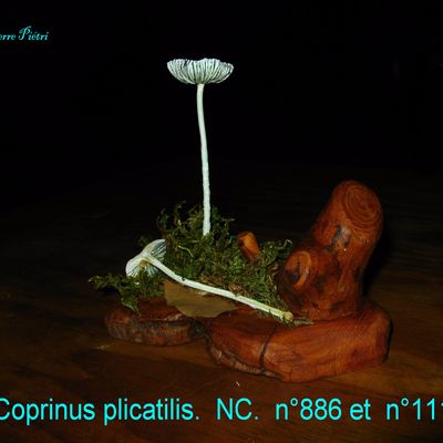 COPRINUS