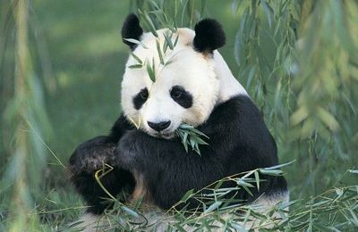 Lep panda géant