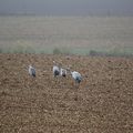 Grues d' Avord.