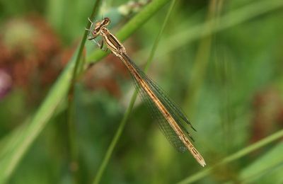 Agrion orangé