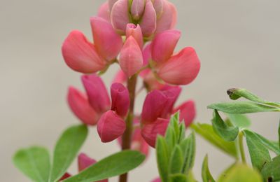 01/07/16 : Un jardin qui retrouve une allure normale