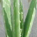 Aloe vera, une plante facile a faire pousser aux pouvoir extraordinaires