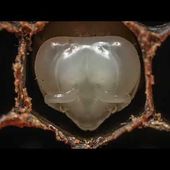 Bande-annonce 2 - Au pays de l'abeille noire