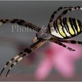 Une Argiope frelon