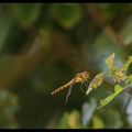 Zoom sur les Réserves Naturelles Régionales du Loc'h, faune du Grand Loc'h